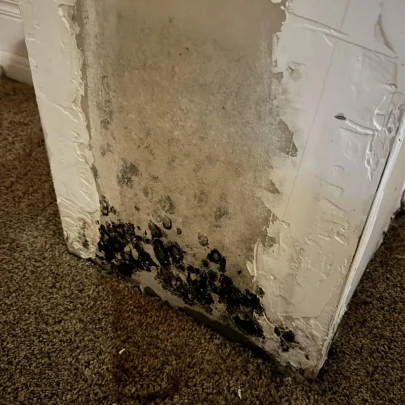 Professional Mold Removal in Nashville, IL